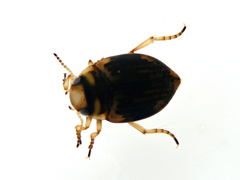 Nectoporus sanmarkii