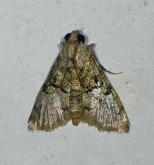 Macalla glastianalis