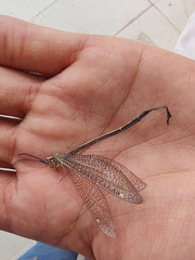 Brachynemurus versutus