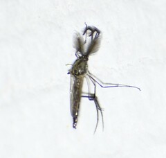 Psorophora cyanescens