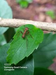 Acromyrmex octospinosus