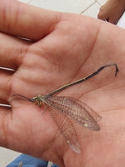 Brachynemurus versutus