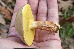 Xerocomus ferrugineus