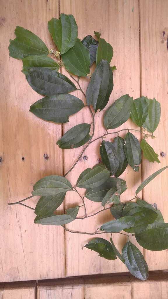 Sarcomphalus strychnifolius