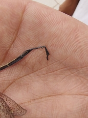 Brachynemurus versutus