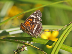 Anthanassa texana seminole