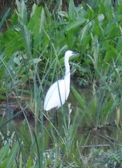 Egretta garzetta