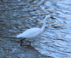 Egretta garzetta