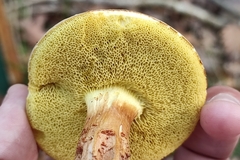 Xerocomus ferrugineus
