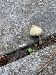Leucocoprinus birnbaumii