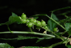 Ribes alpinum