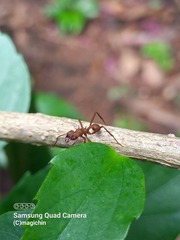 Acromyrmex octospinosus