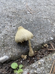 Leucocoprinus birnbaumii