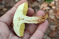 Xerocomus ferrugineus