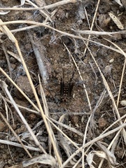 Loxosceles simillima