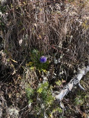 Primula glomerata