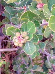 Searsia laevigata