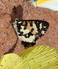 Uranothauma falkensteinii