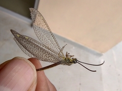 Brachynemurus versutus