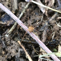 Leiobunum