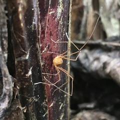 Leiobunum