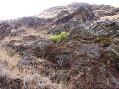 Peperomia berteroana