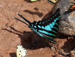 Graphium policenes