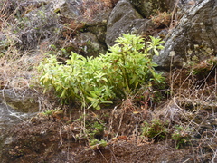 Peperomia berteroana