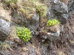 Peperomia berteroana