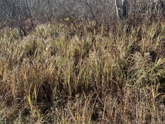 Carex lacustris