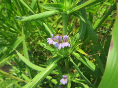Hygrophila auriculata