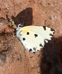Uranothauma cyara stactalla