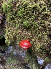Ganoderma oregonense