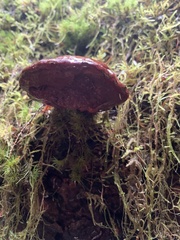 Ganoderma oregonense