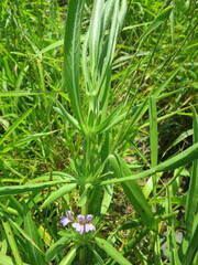 Hygrophila auriculata