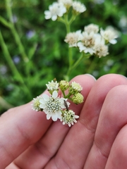 Verbesina microptera