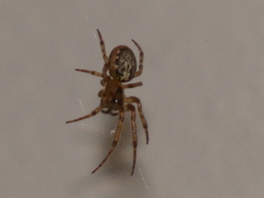 Zygiella x-notata