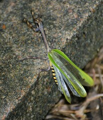 Pseudovates chlorophaea