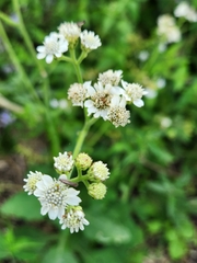 Verbesina microptera