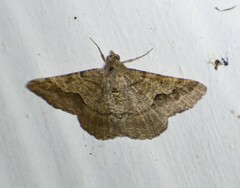 Frederickia s-signata