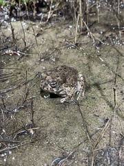 Anaxyrus californicus