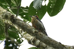 Melanerpes pucherani