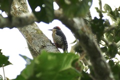 Melanerpes pucherani