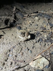 Anaxyrus californicus