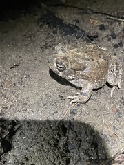 Anaxyrus californicus