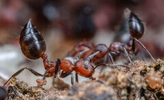 Crematogaster