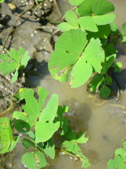 Marsilea