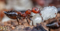 Crematogaster
