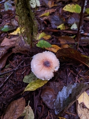 Lepiota magnispora