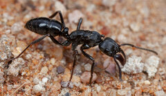 Paltothyreus tarsatus
